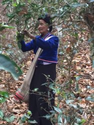 Jing Mai Teplukker