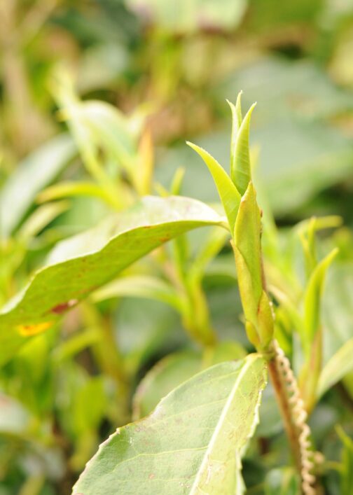 Camellia Sinensis Taliensis