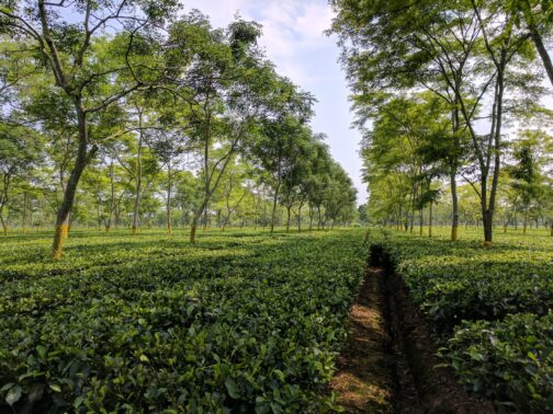 Assam Tea Estate
