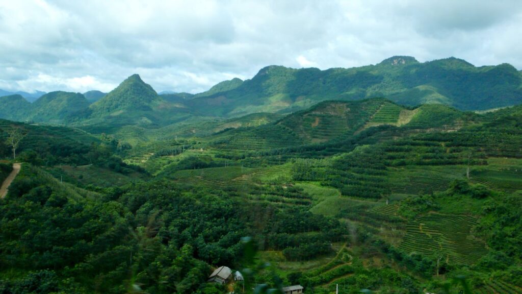 Simply Tea tribut te tur til Kina 2012